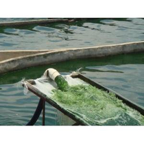 Bio Spirulina Pulver 500g